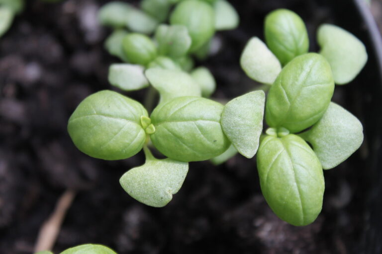 Young basil seedlings with cotyledons and first true leaves