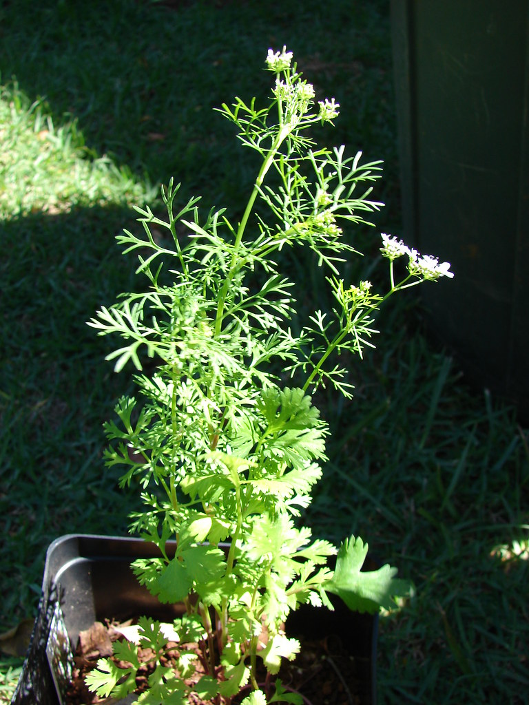 Bolting cilantro in a pot with white flowers and thin feathery leaves