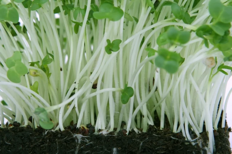 Dense broccoli seedlings with long pale stems, the stretch a blackout period encourages