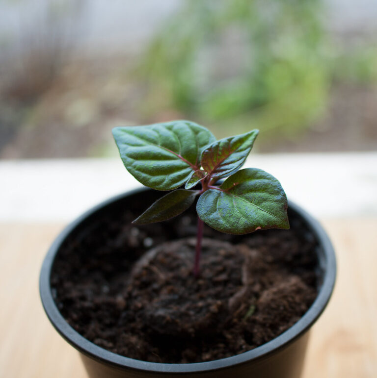 Young chili pepper seedling with its first true leaves in a small pot