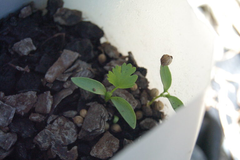 Cilantro seedling with its first true leaf and a seed husk still on one seed leaf