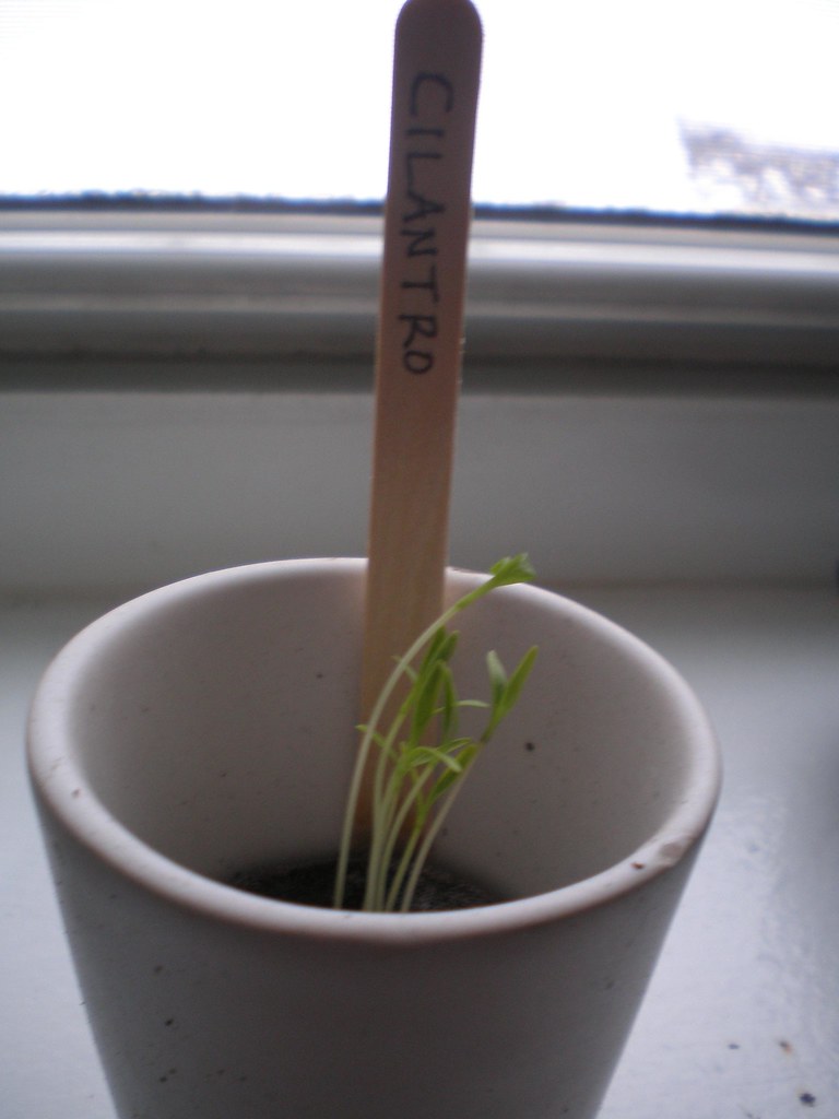 Thin cilantro seedlings in a small pot on a windowsill