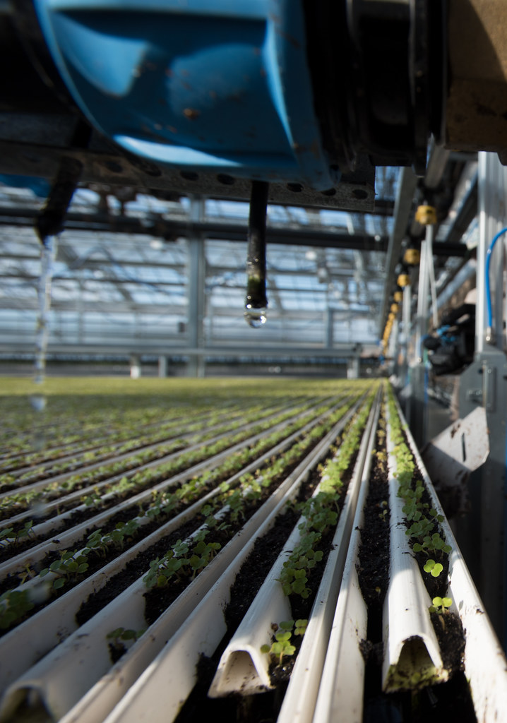 Long rows of narrow commercial NFT gutters with young seedlings in a greenhouse