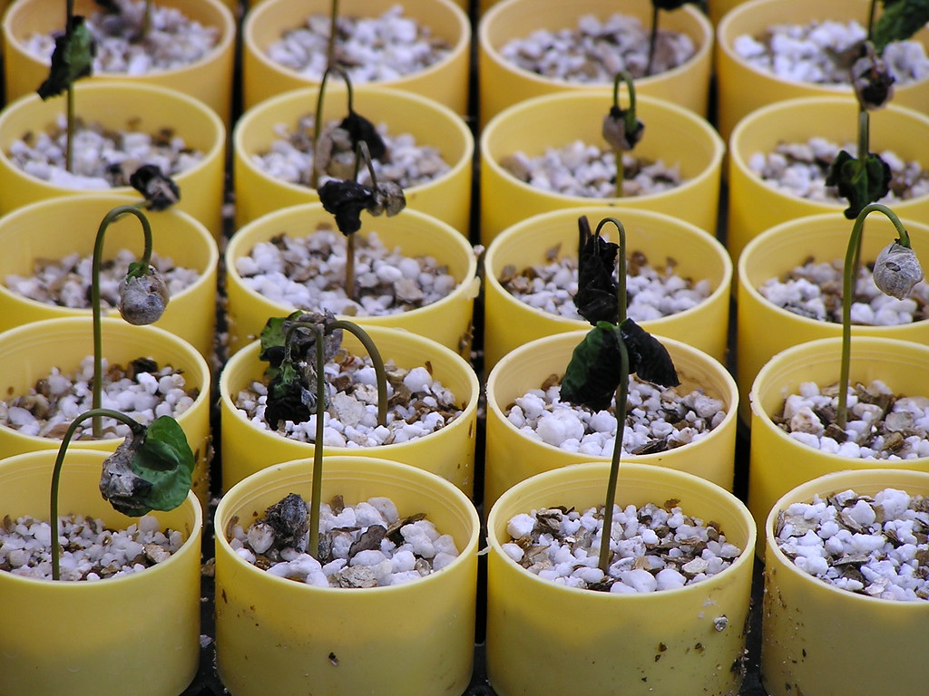 Coffee seedlings collapsed from damping-off in small pots