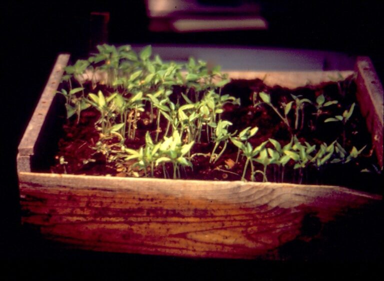 Pepper seedlings in a wooden flat with a patch collapsed by damping-off