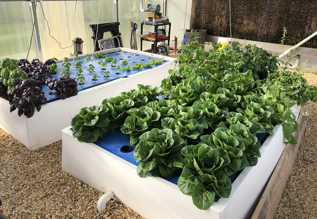 Lettuce, basil and arugula growing on floating rafts in deep water beds