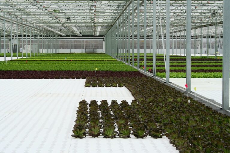 Rows of lettuce on white floating rafts in a greenhouse deep water culture system