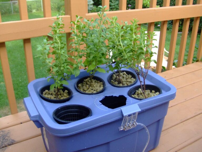 Small deep water culture tote with net pots and rockwool holding young plants