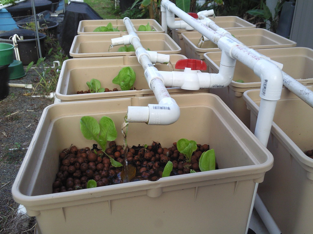 Ebb and flow style grow tubs filled with clay pebbles and fed by PVC pipes