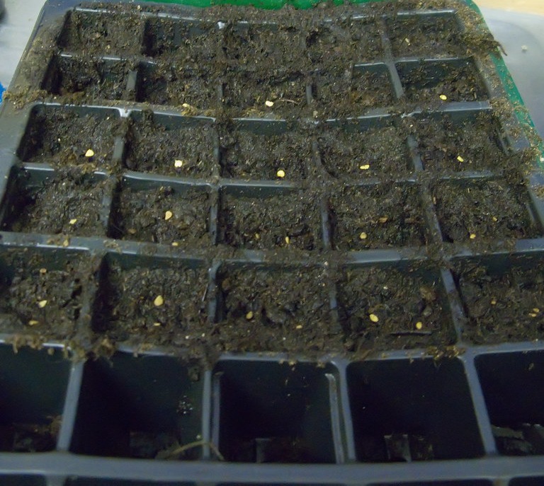 Freshly sown seed tray with seeds on moist compost before covering