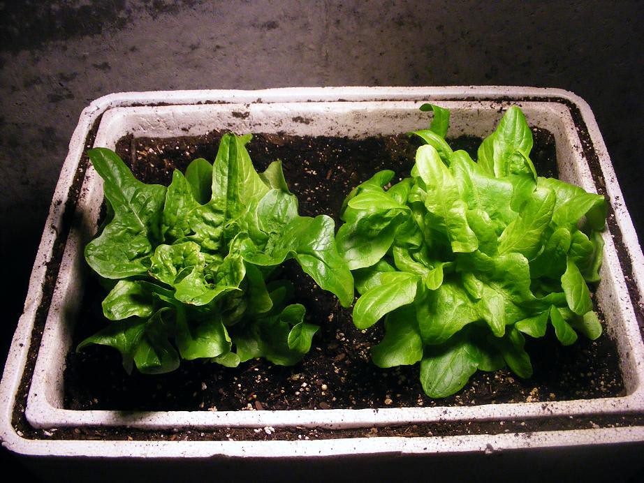 Two heads of butterhead lettuce indoors in a white container of potting mix