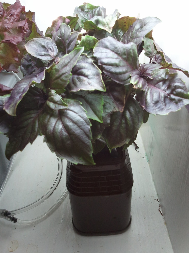 Purple basil growing in a hydroponic net pot with an air line beside it