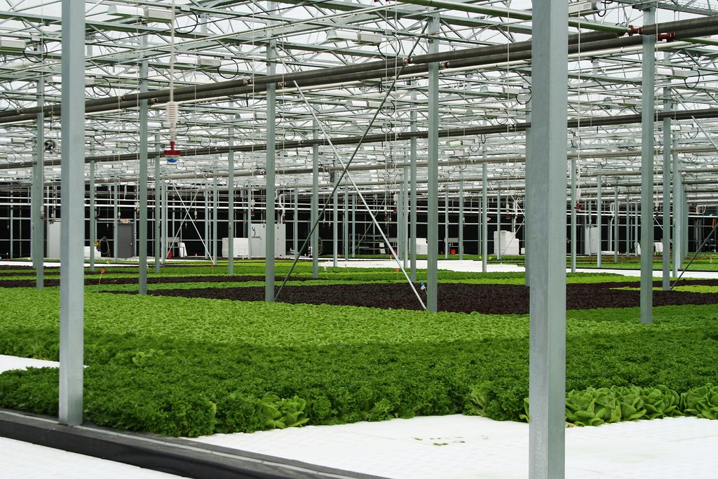 Hydroponic lettuce growing on floating rafts in a large greenhouse