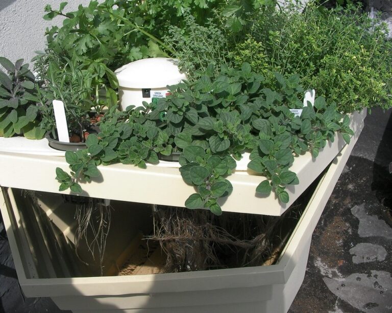 Open hydroponic herb planter showing roots in the reservoir