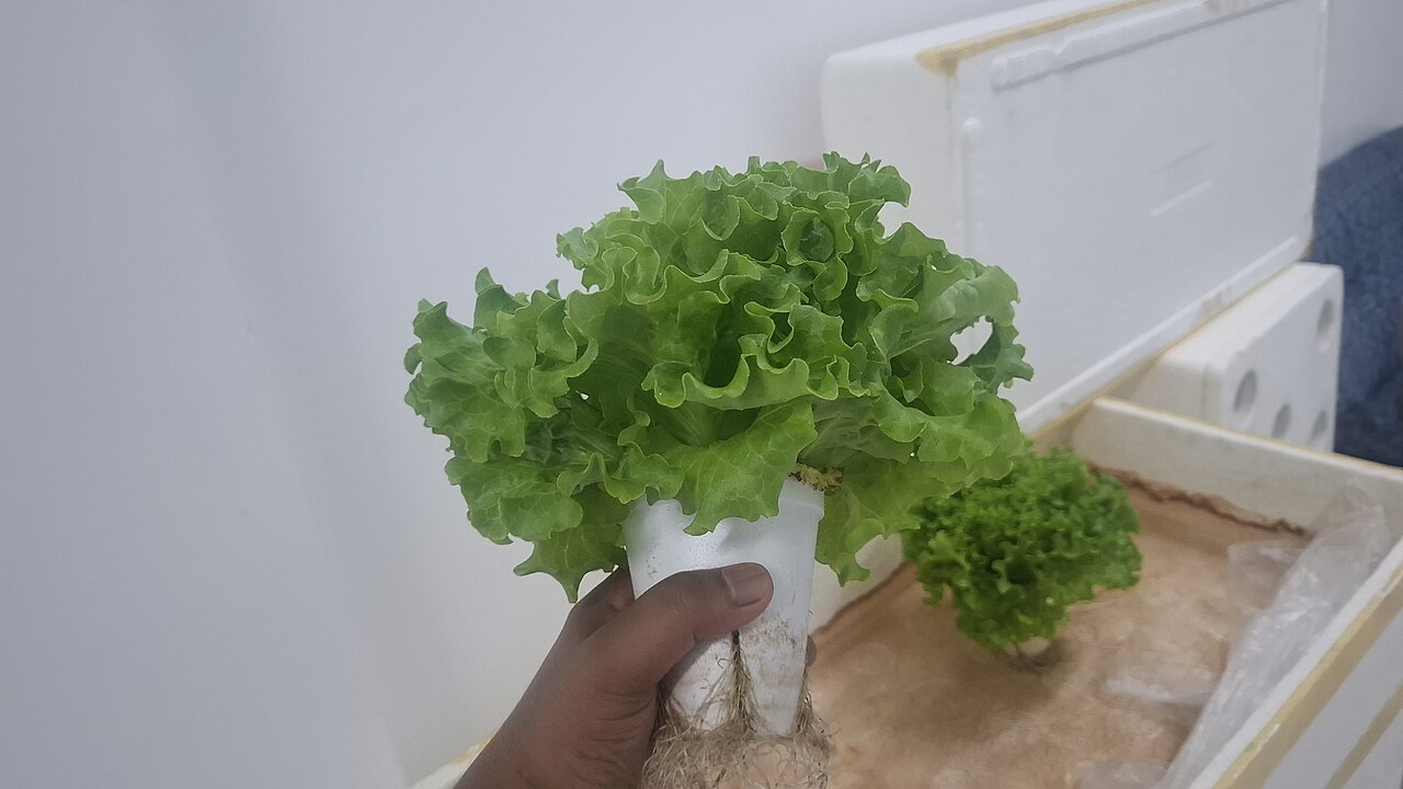 Hydroponic lettuce in a net cup with roots grown in nutrient solution