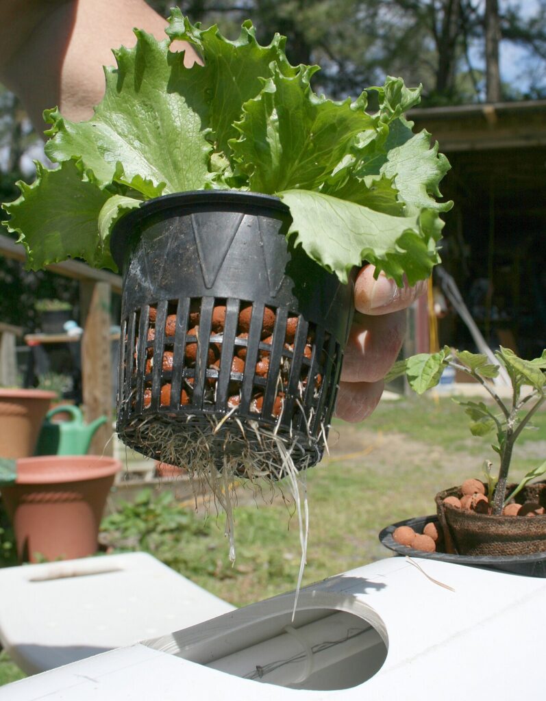 Lettuce in a net pot with white roots hanging into a hydroponic reservoir