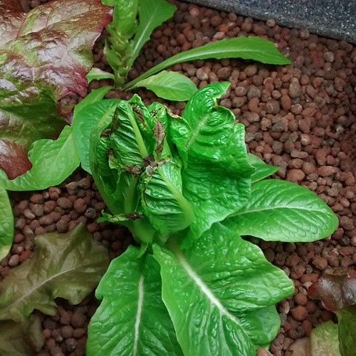Romaine lettuce in clay pebbles with browned, curled inner leaf tips from tipburn