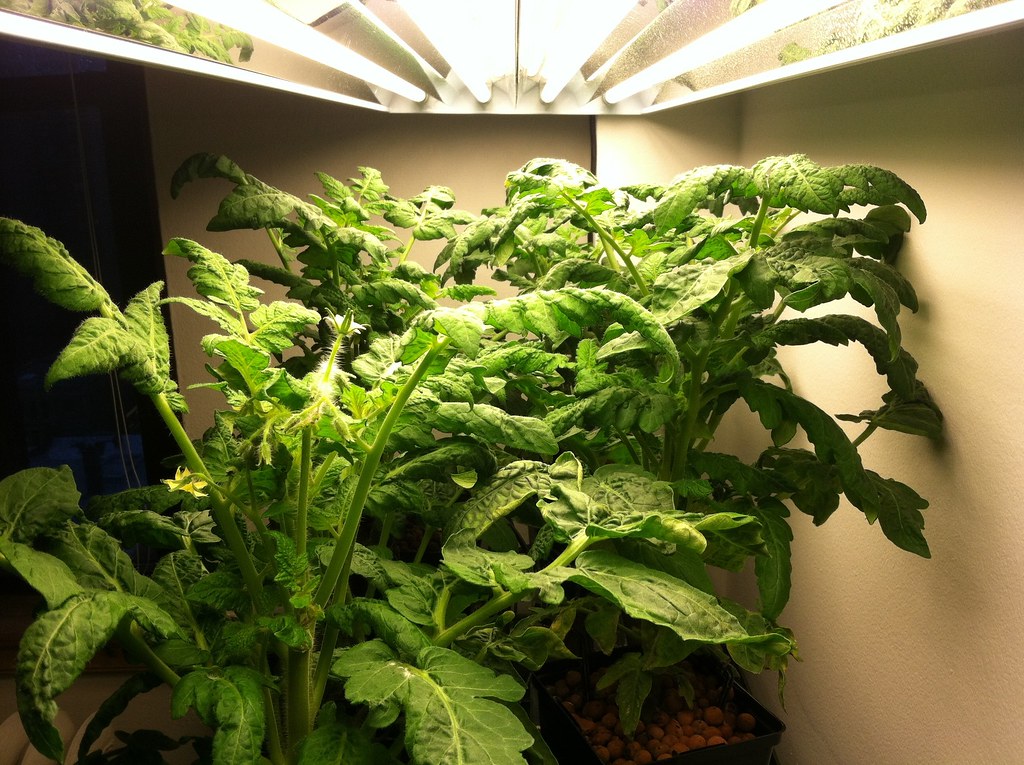 Hydroponic tomato plants under grow lights, a heavy feeder that often needs cal-mag