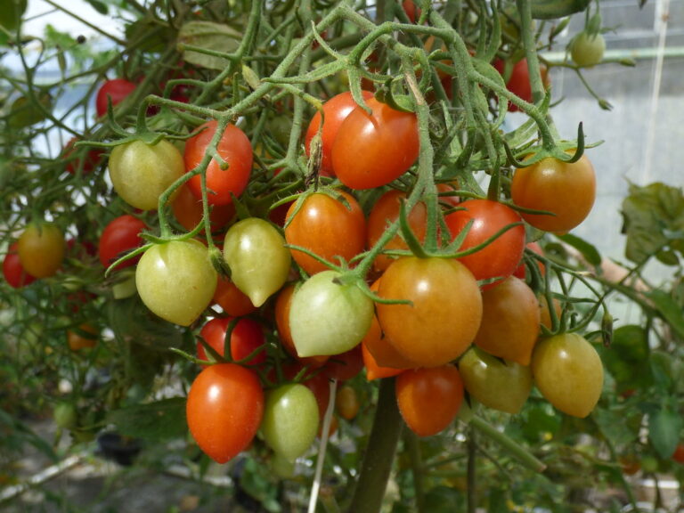 Ripening cherry-type tomatoes on a hydroponic greenhouse plant