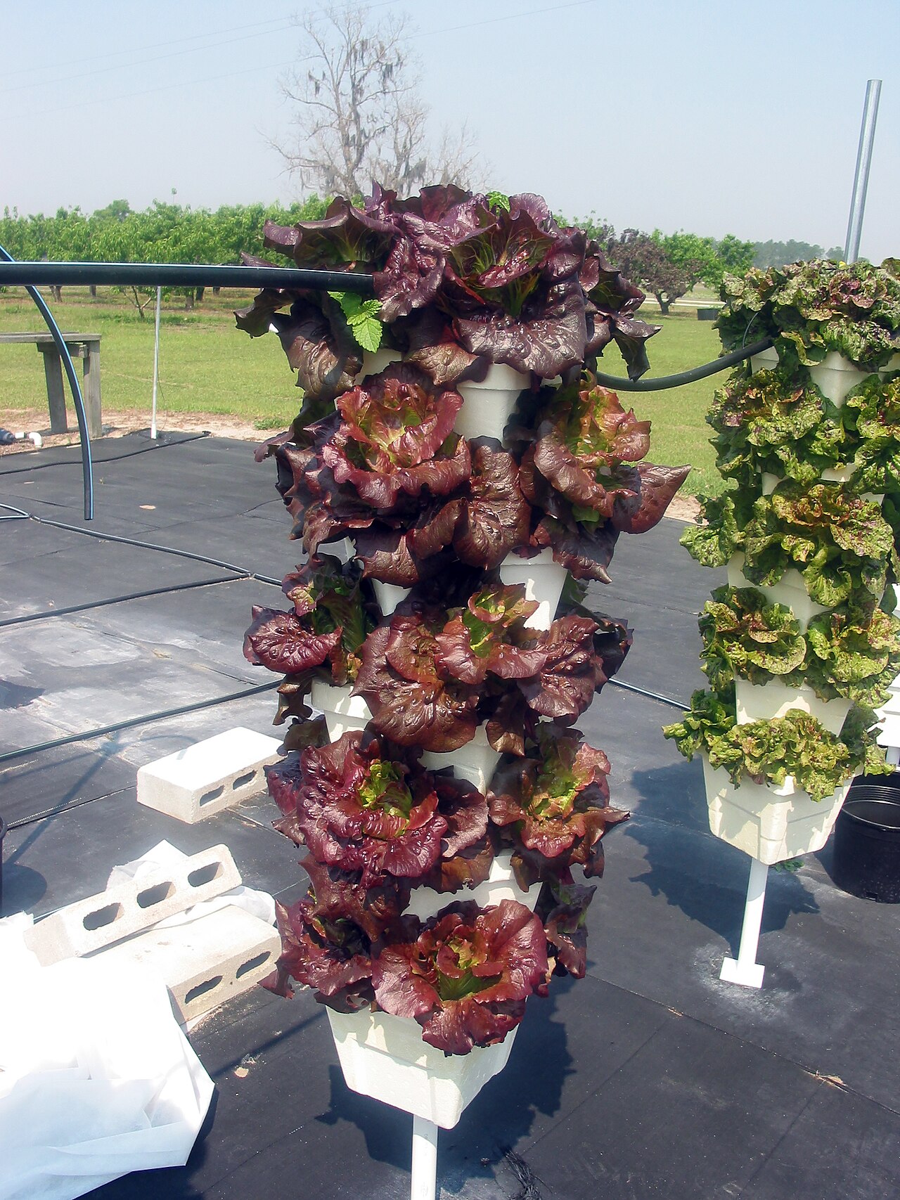 Red and green lettuce growing in stacked-pot hydroponic tower gardens outdoors