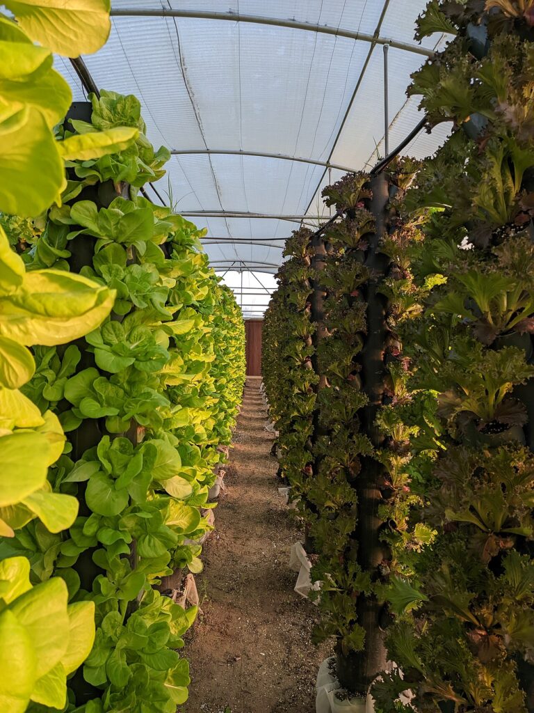 Rows of hydroponic tower columns planted with leafy greens in a greenhouse