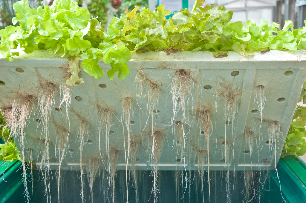 Lettuce roots hanging from a foam raft into hydroponic water