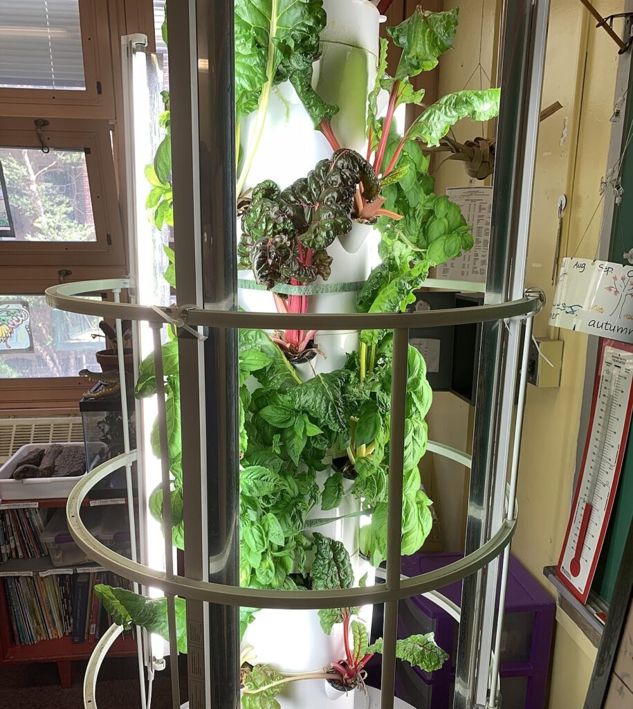 Indoor hydroponic tower with basil and Swiss chard surrounded by vertical grow lights