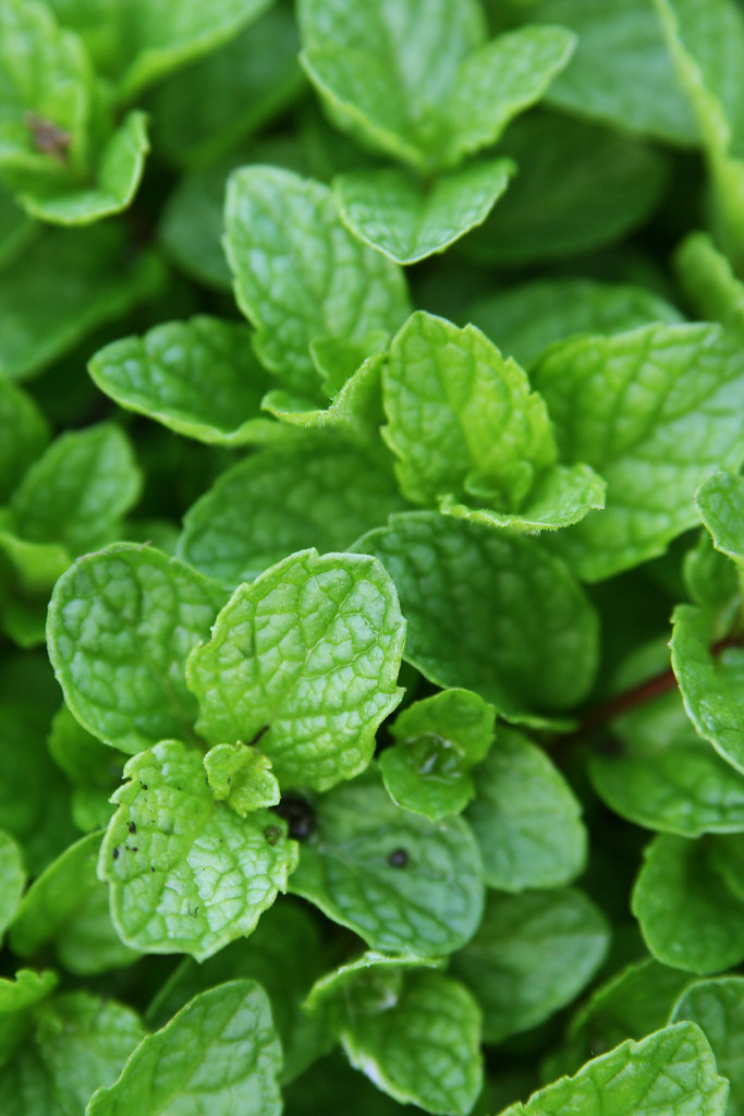 Close-up of bushy Kentucky Colonel spearmint shoots after regular cutting