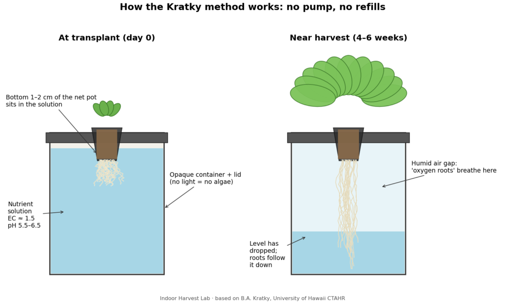 Kratky method diagram: net pot touching the solution at transplant, and a humid air gap with oxygen roots near harvest