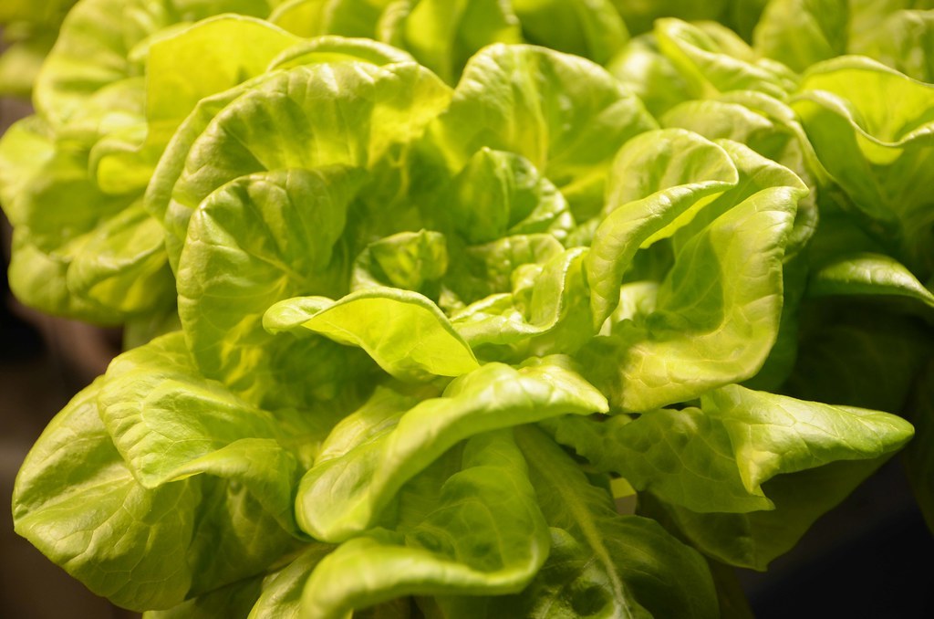 Hydroponically grown butter lettuce, the classic Kratky method crop