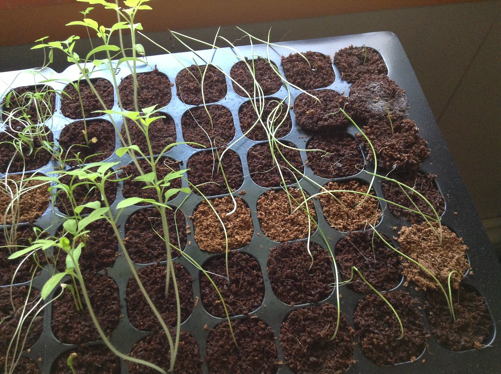 Leggy seedlings with long thin stems in a seed-starting tray