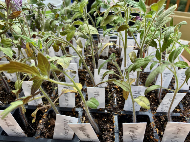 Leggy tomato seedlings with long pale stems in labelled cells