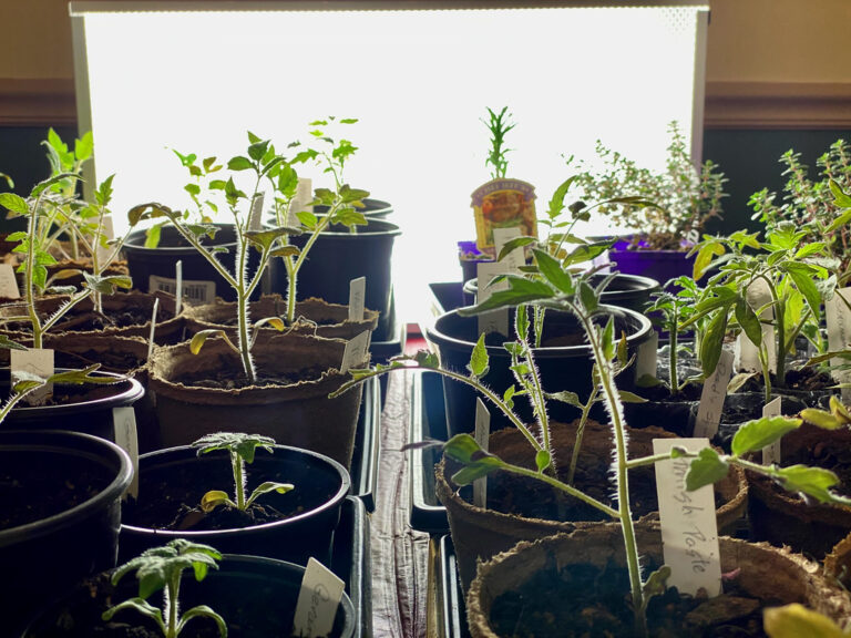 Leggy seedlings of tomato potted on into deeper pots