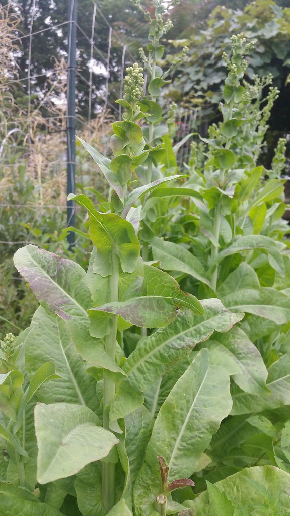 Lettuce plants bolting with tall flower stalks