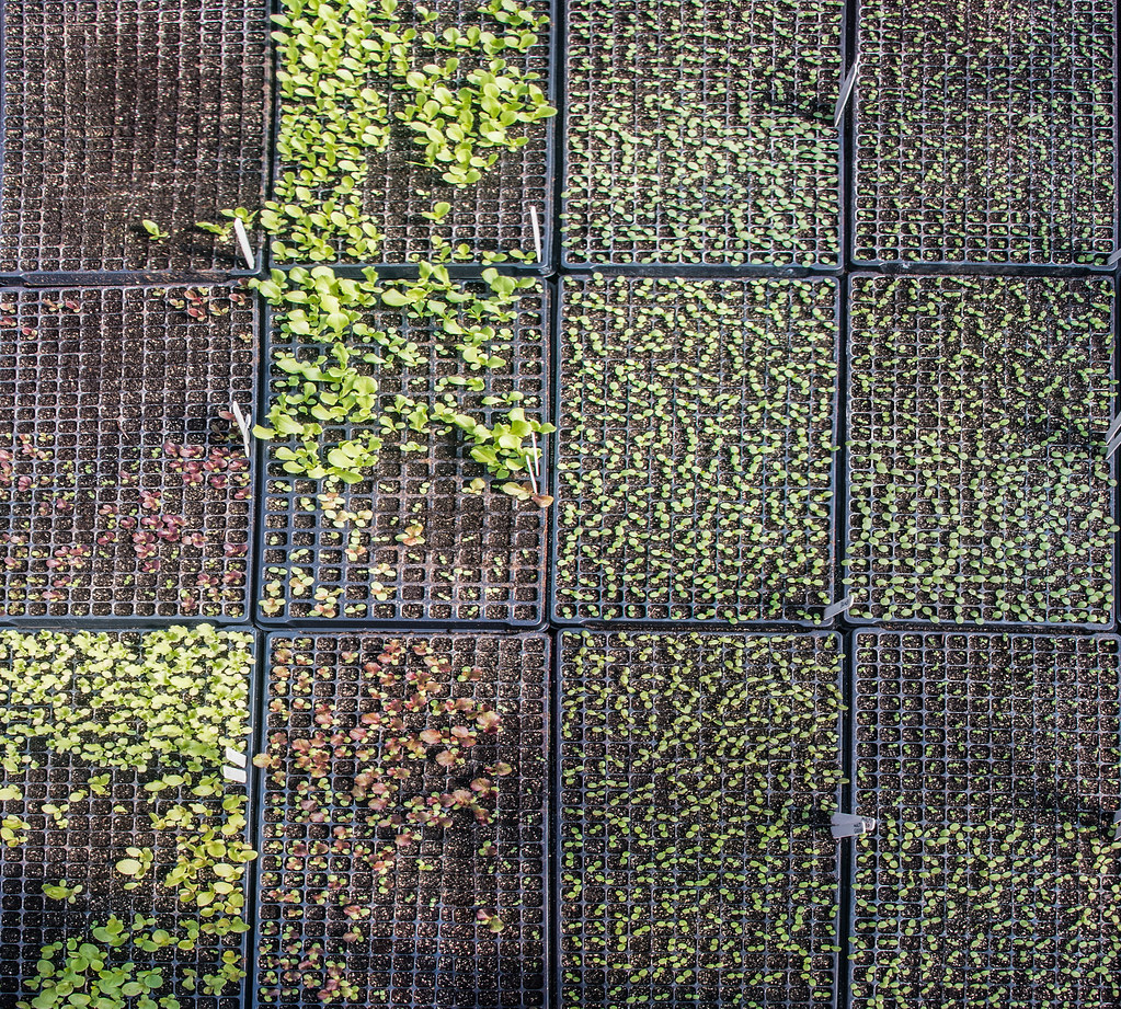 Lettuce plug flats with even and patchy emergence, showing how seed germination temperature affects stands