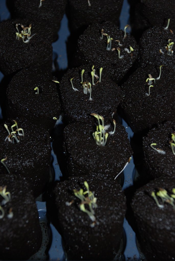 Young seedlings germinating in dark peat starter plugs