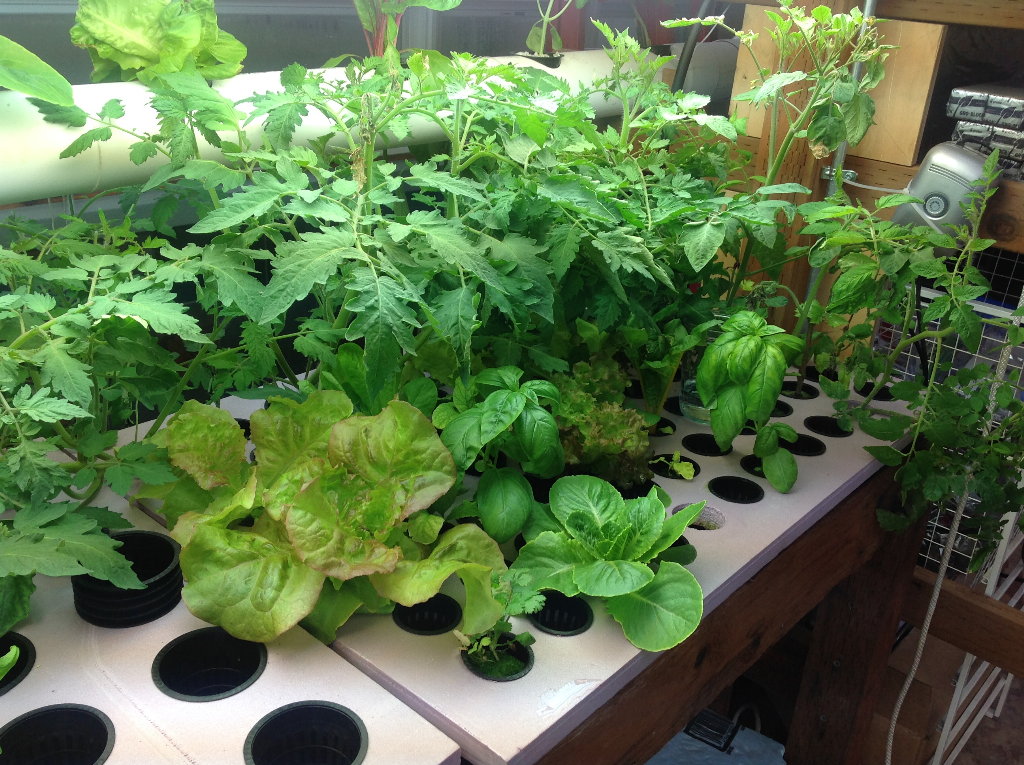 Lettuce, basil and tomato growing in a hydroponic raft system where nutrient pH must be kept in range