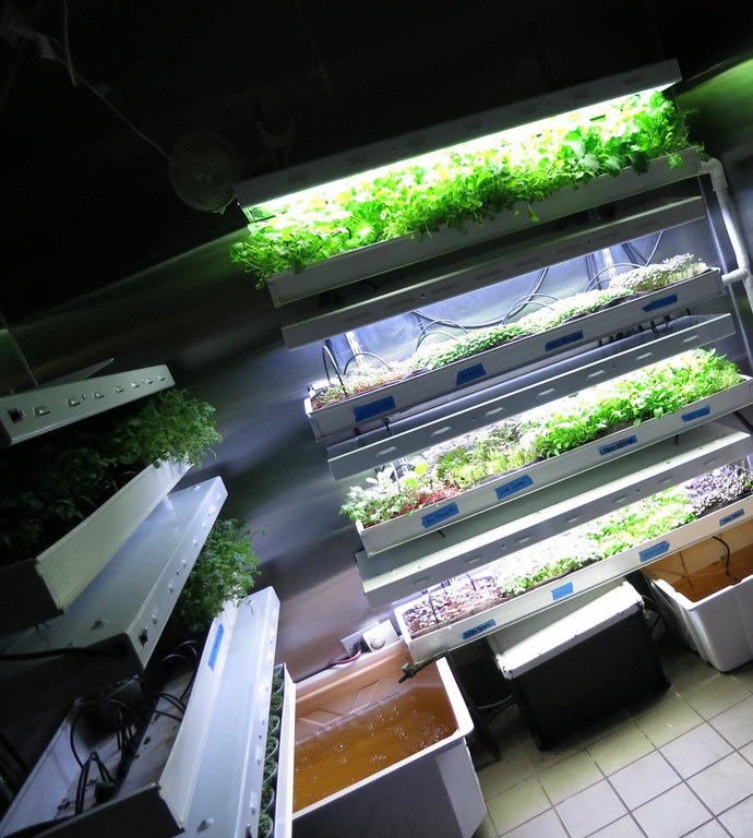 Microgreens light setup: trays on a shelf rack under tube lights