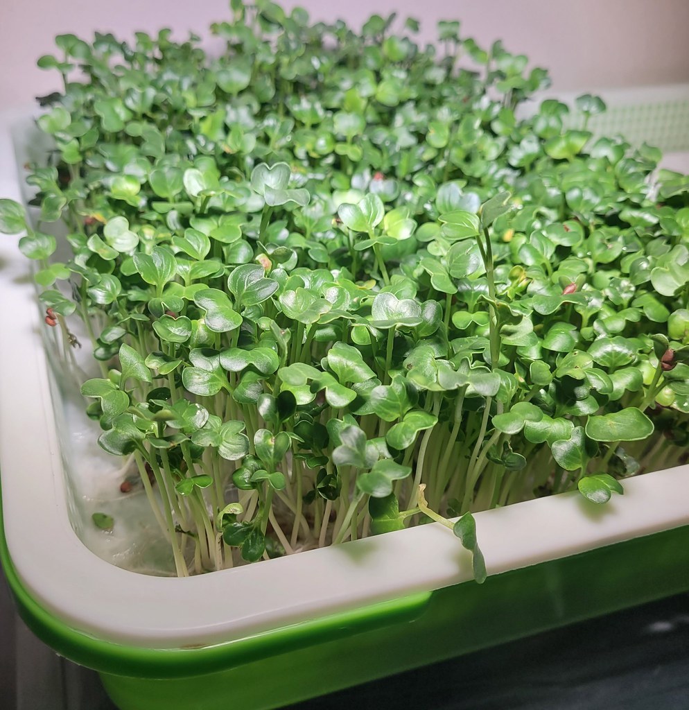 Healthy tray of broccoli microgreens with no microgreens mold