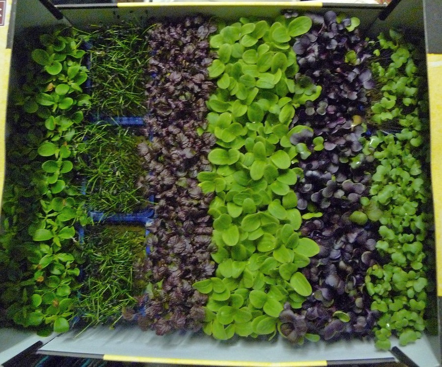 Tray of mixed microgreens sown in rows at an even seeding density