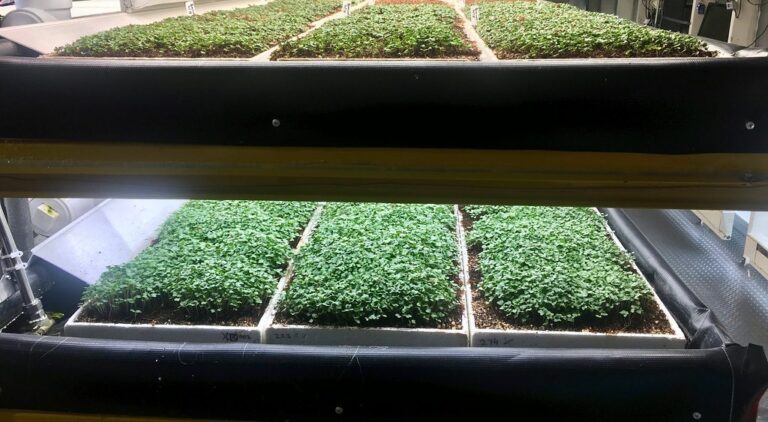 Dense microgreens trays on a two-tier rack under LED lights