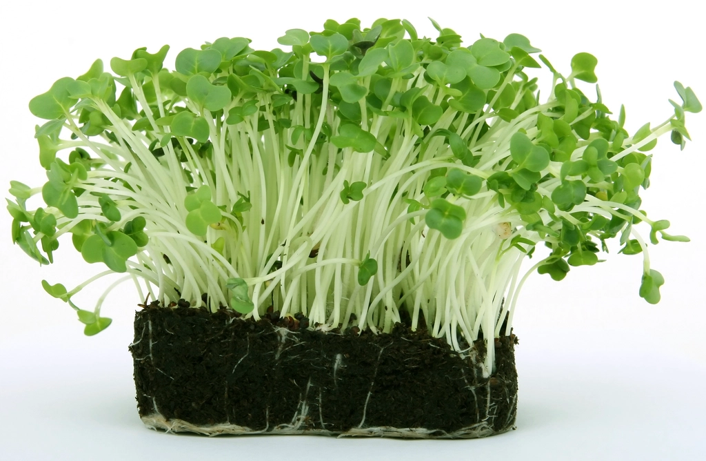 Microgreens without soil lifted from a tray, showing a dense root mat