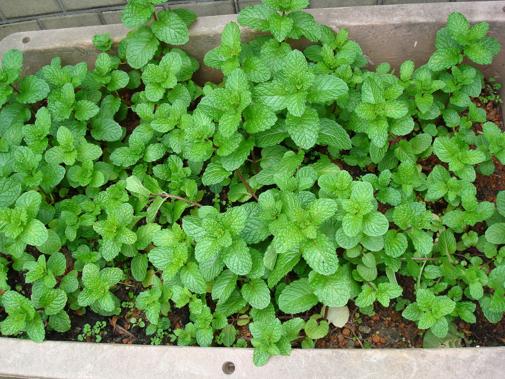 Dense spearmint growing in a rectangular planter, the kind of pot for mint indoors