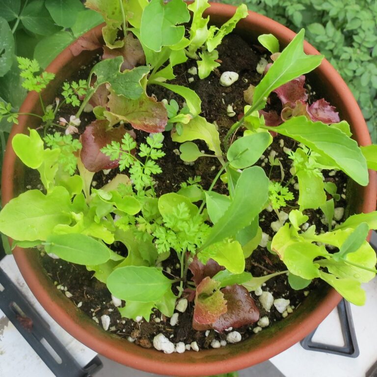 Mixed red and green leaf lettuce seedlings in a round pot of perlite-rich mix