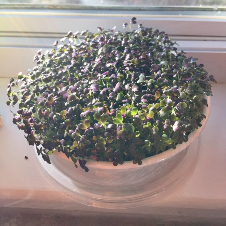 Mustard microgreens growing in a bowl on a windowsill