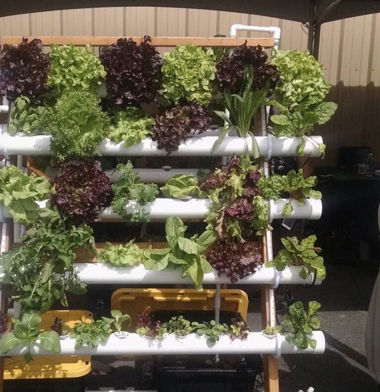 A-frame NFT hydroponics system with red and green lettuce in stacked PVC channels