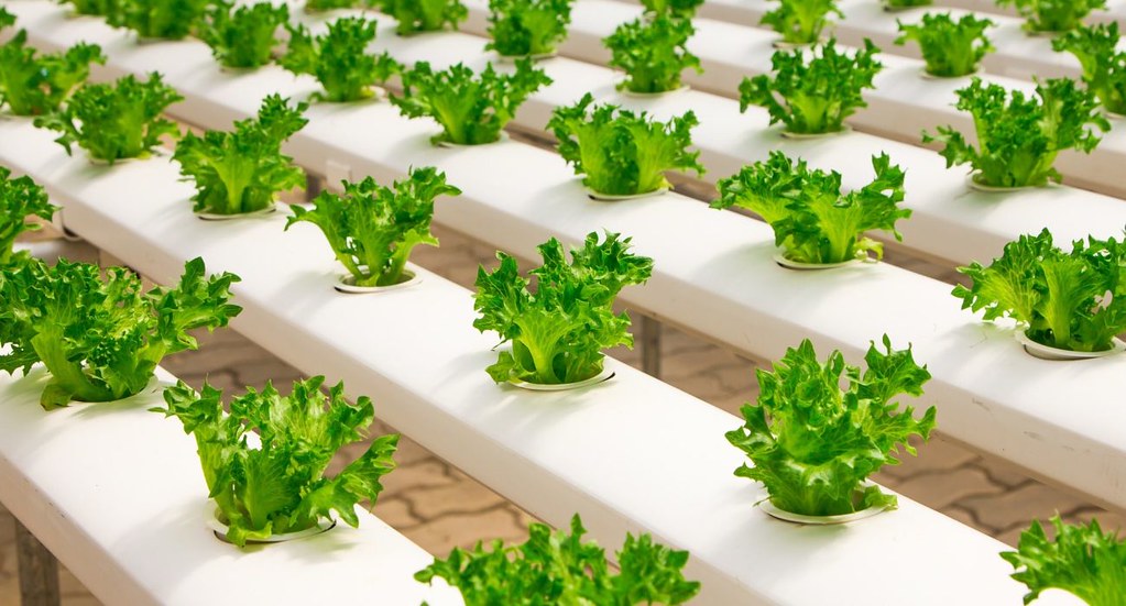 Rows of lettuce growing in white NFT hydroponics channels