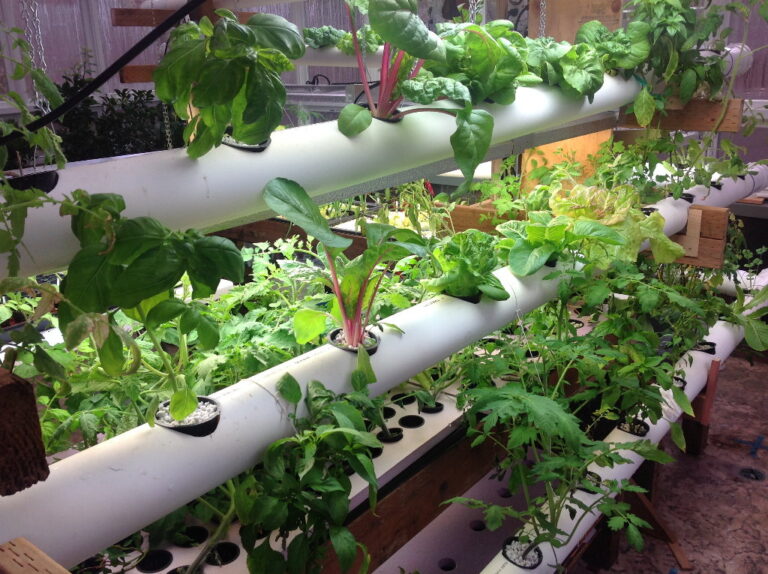 Basil, Swiss chard and lettuce growing from net cups in white PVC NFT channels