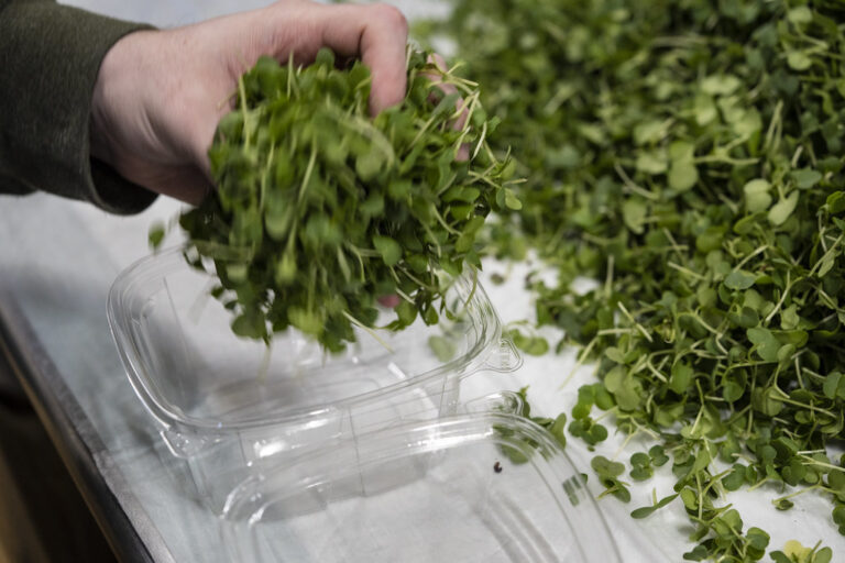 Hand packing freshly cut microgreens into a clear clamshell container