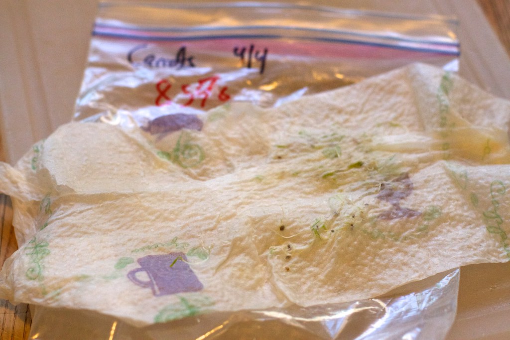 Paper towel germination: seeds sprouting on a damp towel inside a labelled zip bag